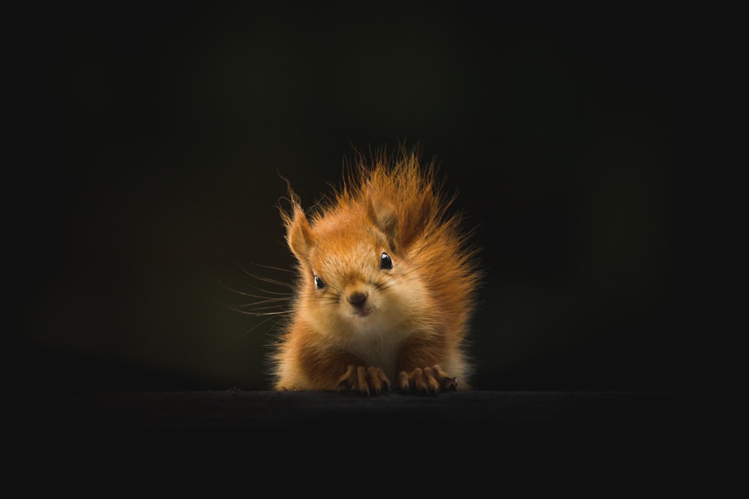 Photo Animale